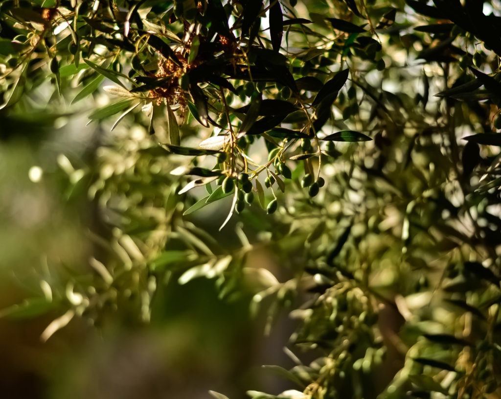 El proyecto de I+D SAVEOLIVES hace frente a la verticilosis del olivo