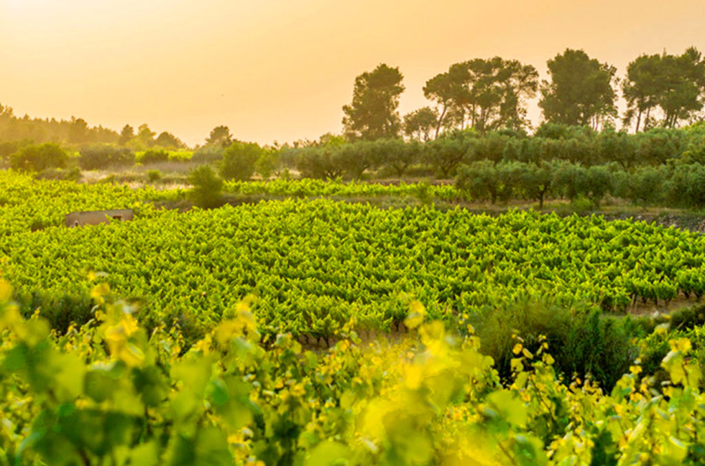 Actuamos como la oficina técnica del proyecto CAVAWINNER cuyo objetivo es posicionar el cava español frente a otros vinos espumosos internacionales, mediante la investigación y la incorporación de tecnologías a su sistema de elaboración tradicional.