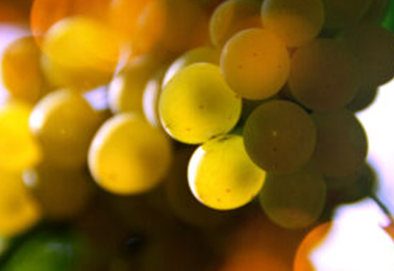 PROYECTO DE I+D PARA MEJORAR LA FRESCURA Y COMPETITIVIDAD DE LOS VINOS ESPAÑOLES