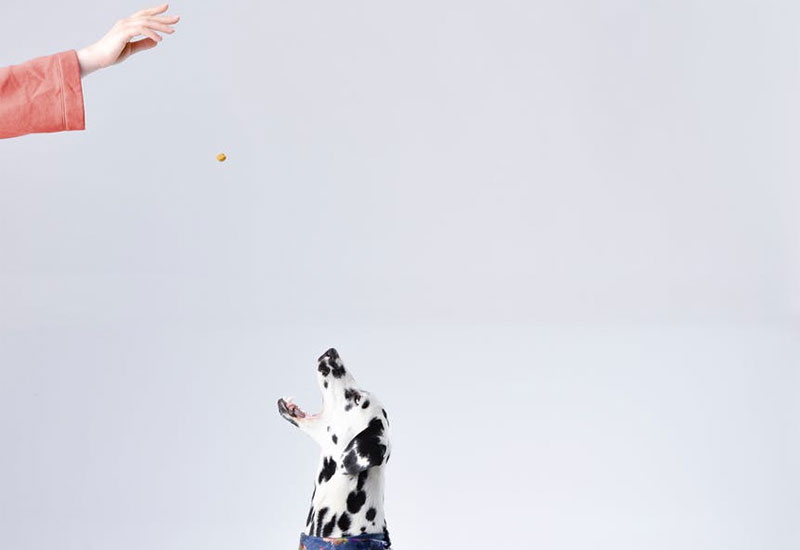 La diversificación de actividades, una apuesta por la Innovación de Golden Pet Food