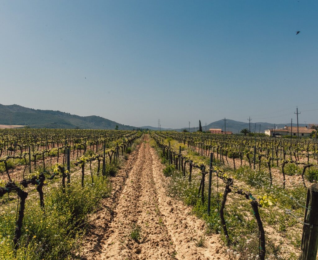 BETTERSOIL, un proyecto CDTI de cooperación internacional para restaurar la biodiversidad de los suelos del viñedo