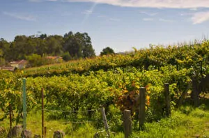 Actuamos como la oficina técnica de esta iniciativa que pone la mirada en Europa para ofrecer soluciones integradas, sostenibles y alineadas con métodos de producción vitícolas respetuosos con el medio ambiente.