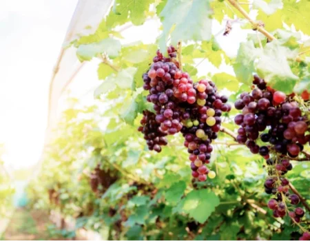 Imagen mostrando un racimo de uvas rojas en un viñedo