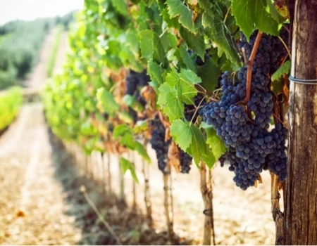 Imagen mostrando varios racimos de uvas rojas en un viñedo