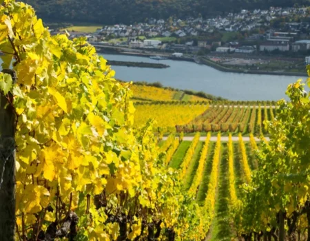 Imagen mostrando un viñedo en una foto vertical