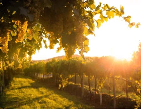 Imagen para la Galería mostrando un viñedo durante la puesta del sol