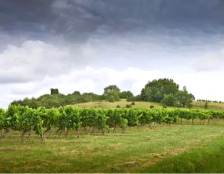 Imagen mostrando una panorámica de un viñedo