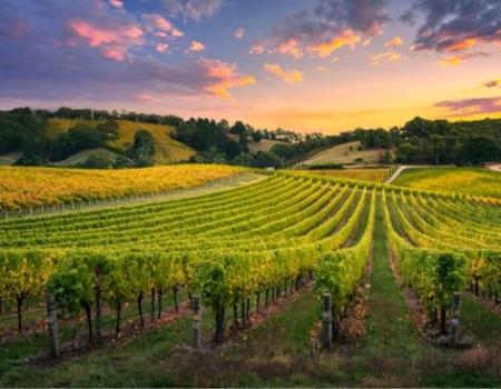 Imagen mostrando un viñedo durante la salida del sol