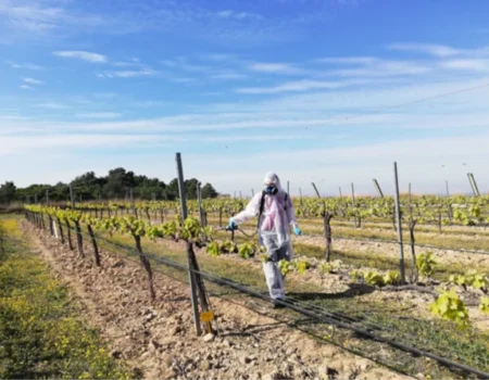 Consultoría: Novaterra. Imagen para la galería del caso mostrando un viñedo recibiendo cuidados fitosanitarios