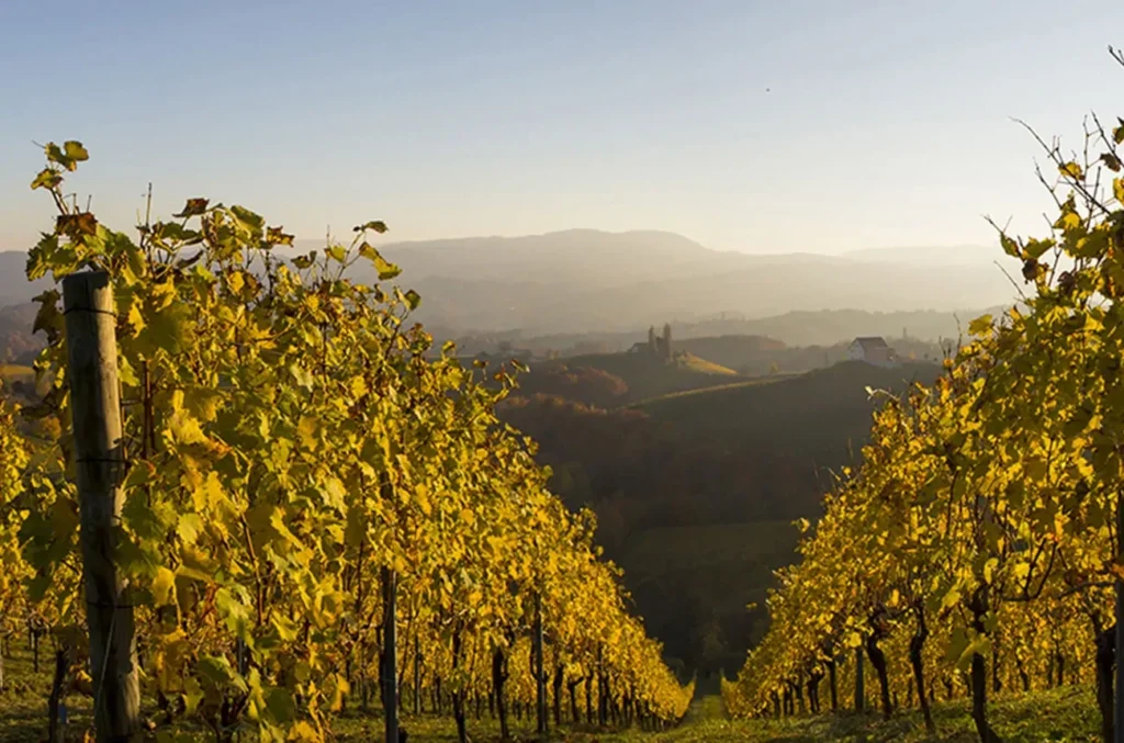 Consultoría: Novaterra. Imagen para el listado de casos mostrando dos hileras de viñas