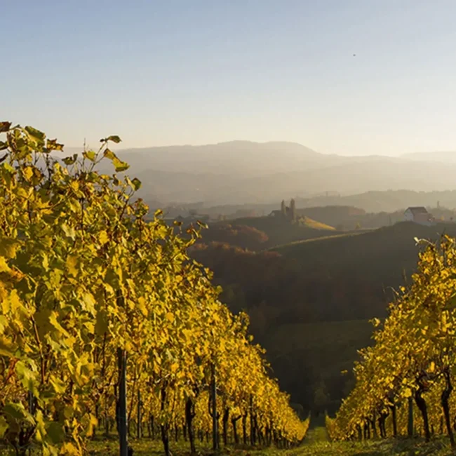 Consultoría: Novaterra. Imagen para el listado de casos mostrando dos hileras de viñas