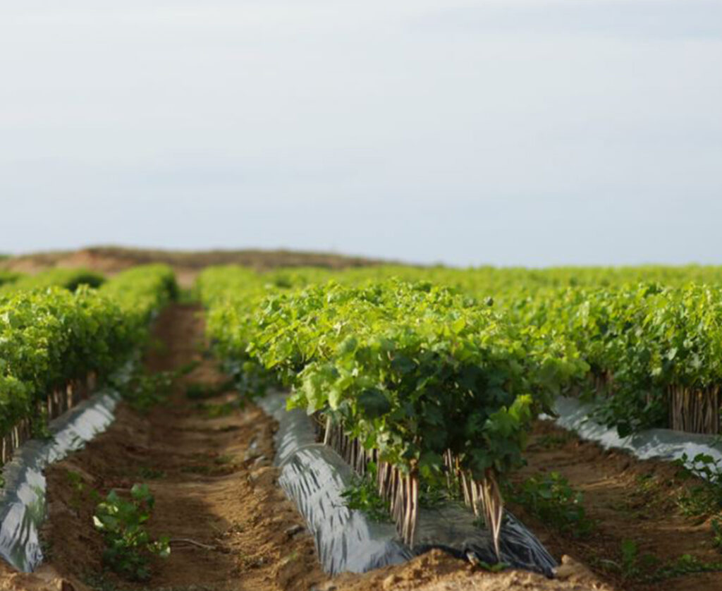 Finaliza con éxito el proyecto de I+D ALMIPORTAI coordinado por artica+i