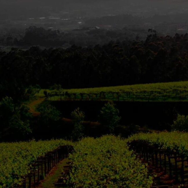 Consultoría: Provineral. Logotipo de Lagar de Cervera