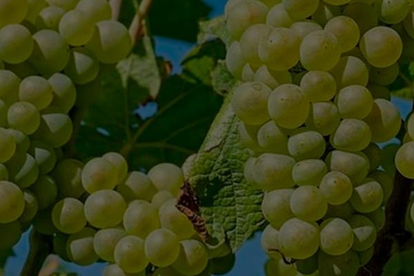 TERMOXYVID es un proyecto de I+D+i que pretende comprobar a nivel industrial la eficacia del tratamiento con agua caliente (termoterapia) para el control de la bacteria Xylella fastidiosa en portainjertos de vid, utilizando un microorganismo bioindicador no patógeno. De este modo, se podrá garantizar que la totalidad del material vegetal esté sano y libre de patógenos a la salida del vivero.