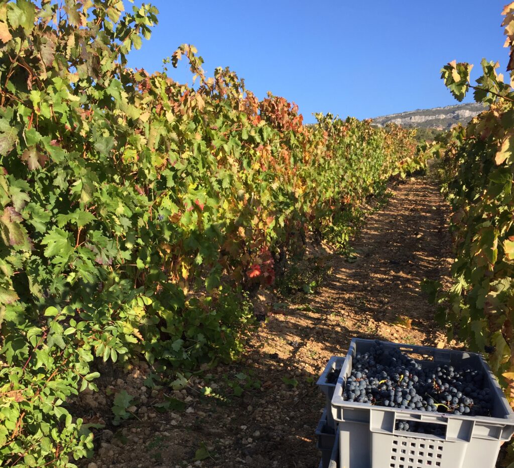 VINYSOST, un proyecto estratégico que apuesta por la gestión sostenible del viñedo español