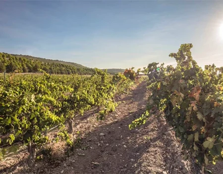 artica+i. Imagen para la galería interior del caso de éxito (nuestros proyectos) "SmartCrops 5.1.", mostrando un campo con vides