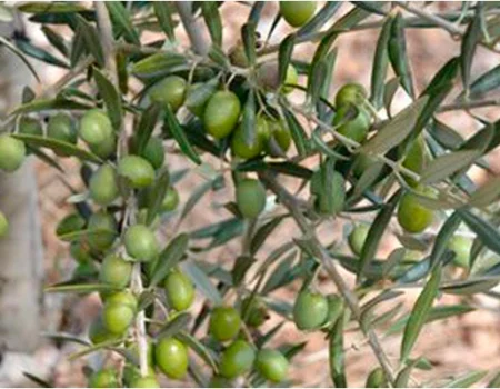 artica+i. Imagen para la galería interior del caso de éxito (nuestros proyectos) "SmartCrops 5.1.", mostrando el detalle de una rama de olivo