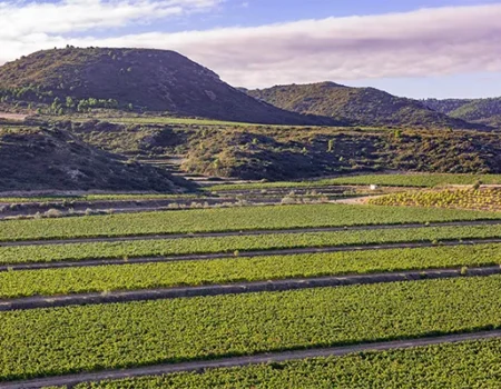 artica+i. Imagen para la galería interior del caso de éxito (nuestros proyectos) "SmartCrops 5.1.", mostrando la finca Purgatori de la Familia Torres