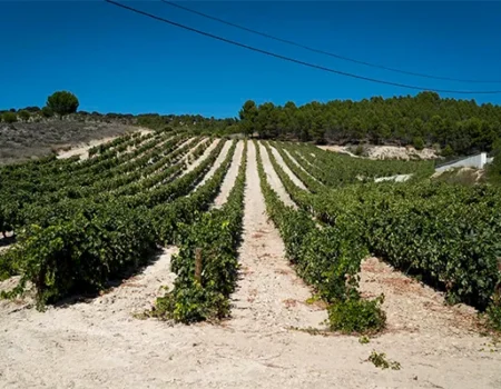 artica+i. Imagen para la galería interior del caso de éxito (nuestros proyectos) "SmartCrops 5.1.", mostrando la fotografía de una finca de vides