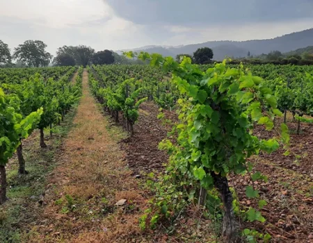 artica+i. Imagen para la galería interior del caso de éxito (nuestros proyectos) "SmartCrops 5.1.", mostrando el detalle de una finca con vides