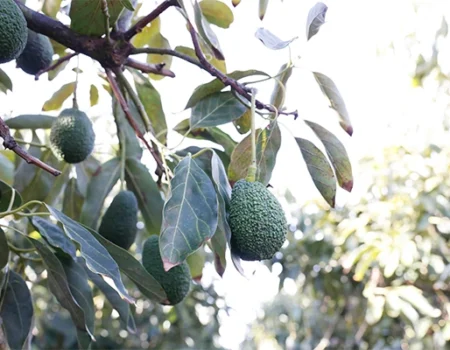 artica+i. Imagen para la galería interior del caso de éxito (nuestros proyectos) "SmartCrops 5.1.", mostrando el detalle de unos aguacates en el árbol