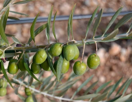 artica+i. Imagen para la galería interior del caso de éxito (nuestros proyectos) "SmartCrops 5.1.", mostrando el detalle de unas olivas en el árbol