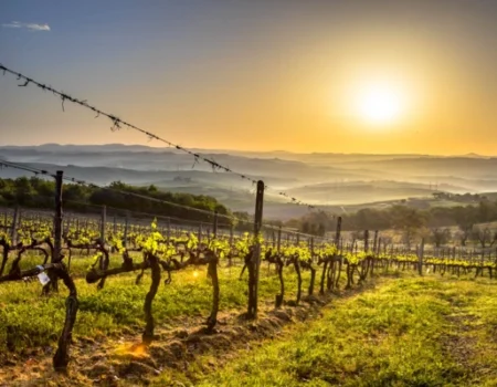 artica+i. Imagen para la galería interior del caso de éxito (nuestros proyectos) "BIGPREDIDATA. Proyecto de I+D de colaboración público-privada que desarrolla soluciones tecnológicas 4.0 para predicción del rendimiento de viñedos de vinificación", mostrando un detalle de una finca del proyecto