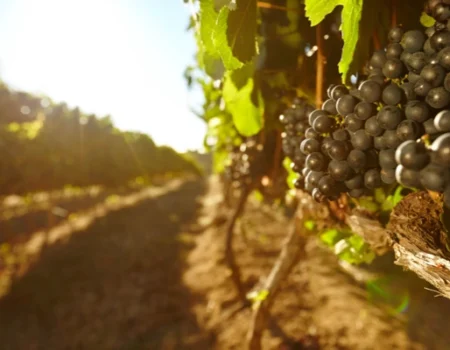 artica+i. Imagen para la galería interior del caso de éxito (nuestros proyectos) "BIGPREDIDATA. Proyecto de I+D de colaboración público-privada que desarrolla soluciones tecnológicas 4.0 para predicción del rendimiento de viñedos de vinificación", mostrando un detalle de uva