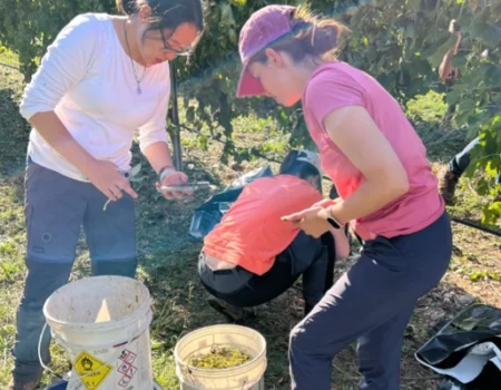 artica+i. Imagen para la galería interior del caso de éxito (nuestros proyectos) "BIGPREDIDATA. Proyecto de I+D de colaboración público-privada que desarrolla soluciones tecnológicas 4.0 para predicción del rendimiento de viñedos de vinificación", mostrando un detalle de una finca con trabajadores recogiendo muestras