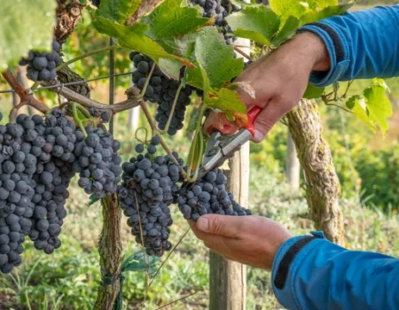 artica+i. Imagen para la galería interior del caso de éxito (nuestros proyectos) "BIGPREDIDATA. Proyecto de I+D de colaboración público-privada que desarrolla soluciones tecnológicas 4.0 para predicción del rendimiento de viñedos de vinificación", mostrando un detalle de una finca con trabajadores recogiendo racimos