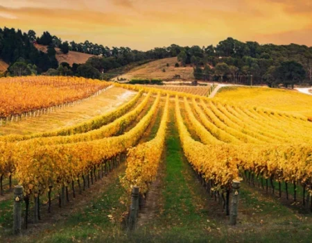 artica+i. Imagen para la galería interior del caso de éxito (nuestros proyectos) "BIGPREDIDATA. Proyecto de I+D de colaboración público-privada que desarrolla soluciones tecnológicas 4.0 para predicción del rendimiento de viñedos de vinificación", mostrando un detalle de una finca en otoño