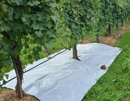 artica+i. Imagen para la galería interior del caso de éxito (nuestros proyectos) "BIGPREDIDATA. Proyecto de I+D de colaboración público-privada que desarrolla soluciones tecnológicas 4.0 para predicción del rendimiento de viñedos de vinificación", mostrando un detalle de troncos de vides y cubiertas de suelo