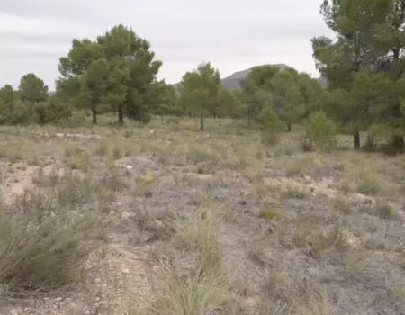 artica+i. Imagen para la galería del caso de éxito (nuestros proyectos) "LIFE TOKEN CO₂. Plataforma digital para cuantificar y valorizar la absorción de carbono en bosques europeos, liderado por Digiltea", mostrando un terreno sobre el que se realizan mediciones