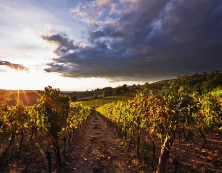 artica+i. Imagen para la galería interior del caso de éxito (nuestros proyectos) "POLYRESWINE. Proyecto de I+D orientado a aplicar nuevas técnicas basadas en resinas de intercambio iónico/absorbentes para eliminar compuestos indeseables en el vino", mostrando un viñedo