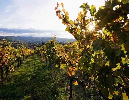 artica+i. Imagen para la galería interior del caso de éxito (nuestros proyectos) "POLYRESWINE. Proyecto de I+D orientado a aplicar nuevas técnicas basadas en resinas de intercambio iónico/absorbentes para eliminar compuestos indeseables en el vino", mostrando un viñedo con planta en primer plano