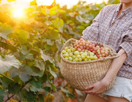 artica+i. Imagen para la galería interior del caso de éxito (nuestros proyectos) "POLYRESWINE. Proyecto de I+D orientado a aplicar nuevas técnicas basadas en resinas de intercambio iónico/absorbentes para eliminar compuestos indeseables en el vino", mostrando el detalle de una cesta con racimos en un viñedo