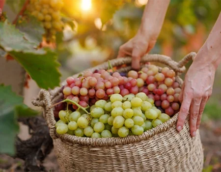 artica+i. Imagen para la galería interior del caso de éxito (nuestros proyectos) "POLYRESWINE. Proyecto de I+D orientado a aplicar nuevas técnicas basadas en resinas de intercambio iónico/absorbentes para eliminar compuestos indeseables en el vino", mostrando el detalle de una cesta con racimos en primer plano