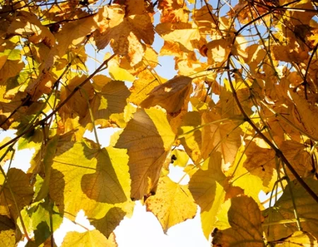 artica+i. Imagen para la galería interior del caso de éxito (nuestros proyectos) "POLYRESWINE. Proyecto de I+D orientado a aplicar nuevas técnicas basadas en resinas de intercambio iónico/absorbentes para eliminar compuestos indeseables en el vino", mostrando el detalle de unas hojas de vides