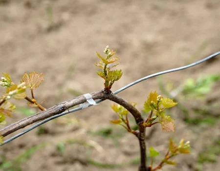 artica+i. Imagen para la galería interior del caso de éxito (nuestros proyectos) "POLYRESWINE. Proyecto de I+D orientado a aplicar nuevas técnicas basadas en resinas de intercambio iónico/absorbentes para eliminar compuestos indeseables en el vino", mostrando el detalle de una rama de una cepa