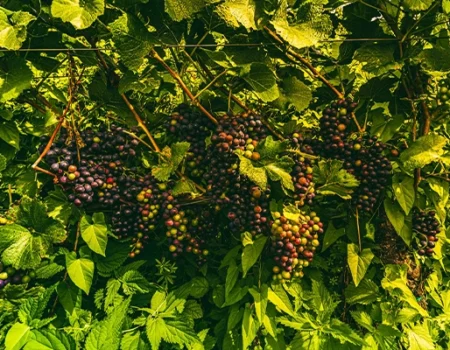 artica+i. Imagen para la galería interior del caso de éxito (nuestros proyectos) "POLYRESWINE. Proyecto de I+D orientado a aplicar nuevas técnicas basadas en resinas de intercambio iónico/absorbentes para eliminar compuestos indeseables en el vino", mostrando una vista de varios racimos en planta