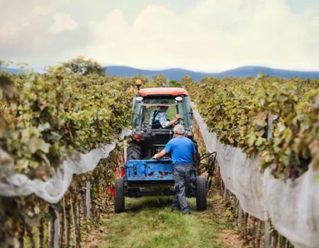 artica+i. Imagen para la galería interior del caso de éxito (nuestros proyectos) "POLYRESWINE. Proyecto de I+D orientado a aplicar nuevas técnicas basadas en resinas de intercambio iónico/absorbentes para eliminar compuestos indeseables en el vino", mostrando a un tractor en un viñedo