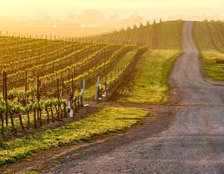 artica+i. Imagen para la galería interior del caso de éxito (nuestros proyectos) "POLYRESWINE. Proyecto de I+D orientado a aplicar nuevas técnicas basadas en resinas de intercambio iónico/absorbentes para eliminar compuestos indeseables en el vino", mostrando el detalle de un camino de un viñedo